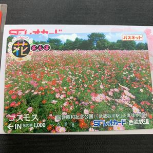 カード セット 多摩モノレール パスネット 花さんぽ コスモス SFレオカード 西武鉄道 K857の画像4