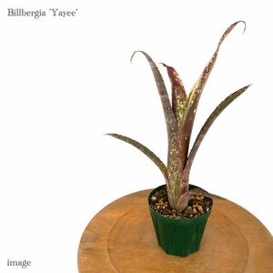 ビルベルギア 'ヤイエー' 3寸 (タンクブロメリア キャサリンウィルソン × ボブテイル Billbergia 'Yayee')