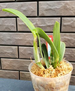 C. walkeriana x sib (flamea 'Divina' x 'Karina') 洋蘭 原種