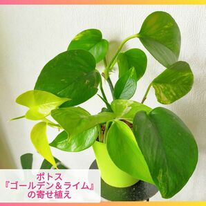 ★ポトス『ライム＆ゴールデン』の寄せ植え 抜き苗★初心者でも簡単！