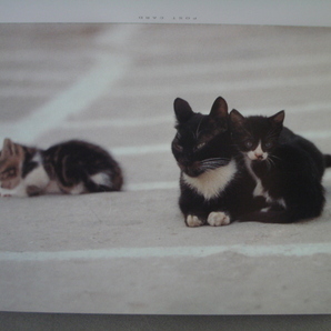 【CAT POSTCARD BOOK】ポストカード ギリシアの親子猫30 Loving in the Sun  [送料180円] の画像8