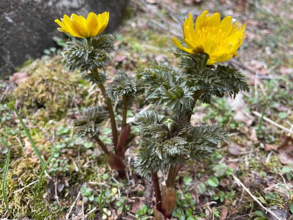 福寿草　3本　根付き/■送料無料　山野草　春を告げる花　東北産 天然　無農薬　フクジュソウ　ゆうパケット　特急発送　