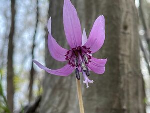 貴重 ■天然　カタクリ ☆ 花の 球根 3個 プラスあり 片栗 山野草　■東北産　特急発送　ゆうパケット