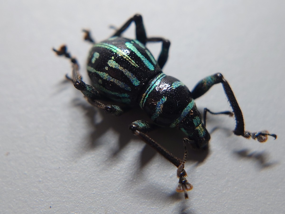 人気を誇る 最近発見されたカタゾウムシ3種セット!(新種) - htii.edu.kz
