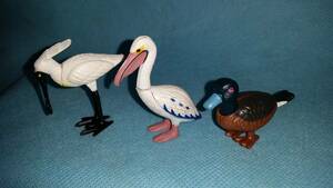 生物：ヤウイ Yowie 鳥類 コシクロペリカン ヘラサギ 水辺の鳥 資料 博物館/オクパナ
