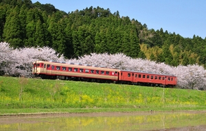  鉄道 デジ 写真 画像 いすみ鉄道 キハ28 52 桜 2018年 1