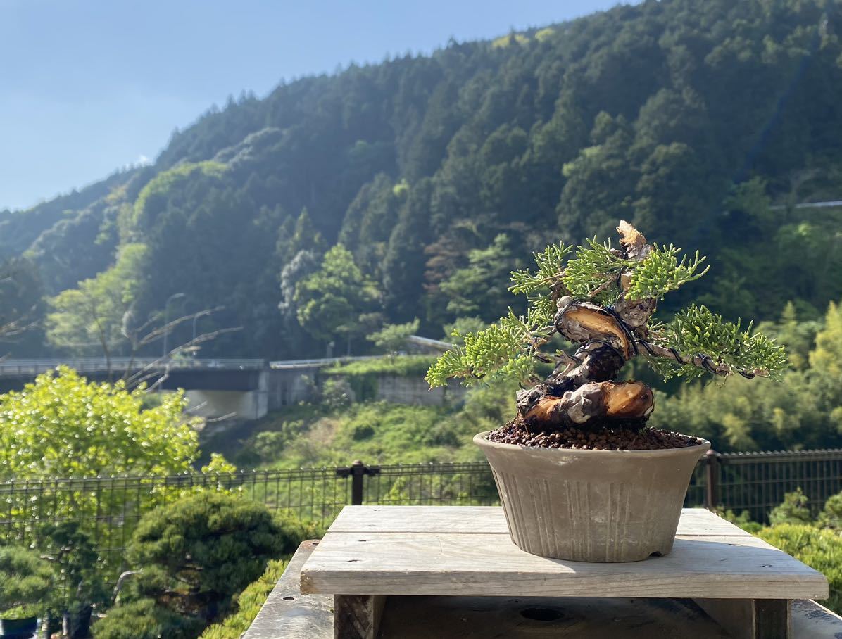 セール＆特集＞ 白木盆栽園 宮島五葉松 盆栽 黒松赤松真柏新しい趣味