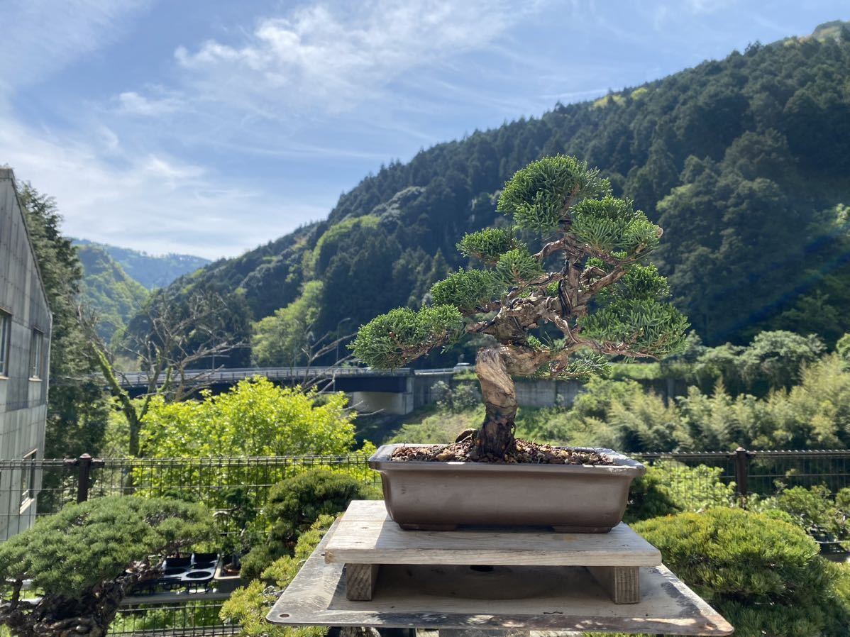 誠実 白木盆栽園 白木盆栽園 黒松 盆栽 黒松赤松五葉松真柏雑木新しい