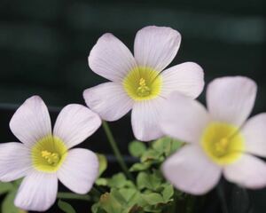 最終値下げ Oxalis obtusa Loly 球根 淡いカラー マットな印象のお花です(*^^*)