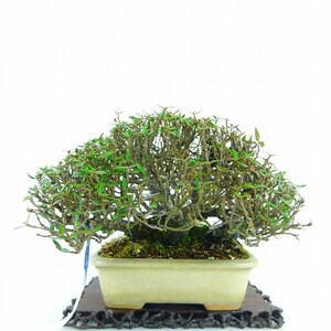  bonsai ... height of tree approximately 12cm crepe-de-chine number .tirimenkazura Chile men kaz Latte squid kazla.... evergreen tree .. for small goods reality goods 