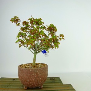 盆栽 紅葉 清姫 樹高 16cm～18cm もみじ Acer palmatum モミジ カエデ科 落葉樹 観賞用 小品 数量物 セレクト