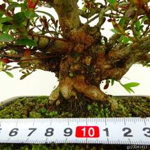 盆栽 皐月 八咫の鏡 樹高 約17cm さつき Rhododendron indicum サツキ ツツジ科 常緑樹 観賞用 小品 現品_画像5