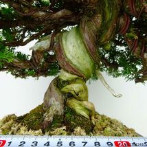 盆栽 真柏 樹高 約28cm しんぱく 高級盆栽 Juniperus chinensis シンパク “ジン シャリ” ヒノキ科 常緑樹 観賞用 現品_画像5