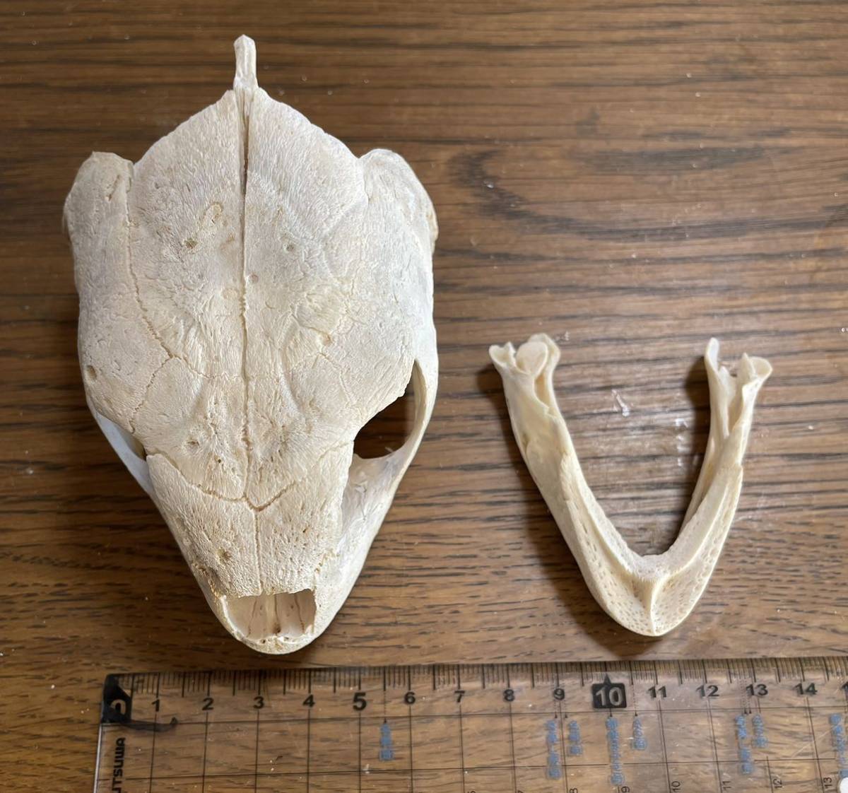 アオウミガメ 頭骨 骨 骨格 科学 自由研究 生物 標本 インテリア-