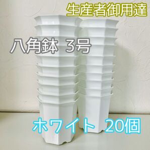 八角鉢 ◎ 3号 ◎白 20個プラ鉢 黒 アガベ 多肉植物
