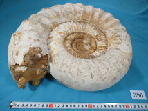 ◆アンモナイト◆Kranaosphinctes◆マダガスカル◆35cm◆No.396_画像2