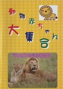 動物赤ちゃん大集合 1 ライオンのなかまたち 中古 DVD