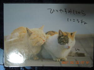 相澤秀仁 相澤京子 ポストカード 猫写真 / 茶トラ 三毛猫 日本猫 ミックス 雑種 レトロ