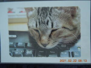 子猫写真 ポストカード ② / キジトラ 日本猫 ミックス 雑種 / BE NYAN CLUB