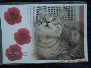 . cat photograph postcard ④ /kiji tiger Japan cat Mix . kind / BE NYAN CLUB retro 