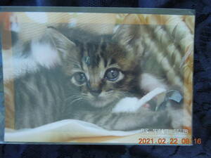 子猫写真 ポストカード ⑧ / キジトラ 日本猫 ミックス 雑種 / BE NYAN CLUB レトロ