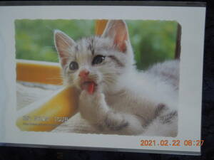 . cat photograph postcard ⑱ / mackerel tiger Japan cat Mix . kind / BE NYAN CLUB retro 