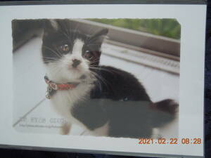 子猫写真 ポストカード ⑳ / ハチワレ 白黒 日本猫 ミックス 雑種 / BE NYAN CLUB レトロ