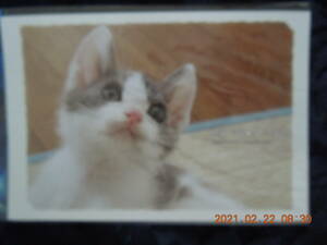 子猫写真 ポストカード 35 / ハチワレ 日本猫 ミックス 雑種 / BE NYAN CLUB レトロ