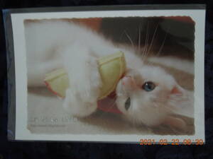 . cat photograph postcard 38 / white cat Japan cat Mix . kind / BE NYAN CLUB retro 