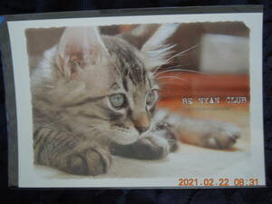 . cat photograph postcard 39 /kiji tiger Japan cat Mix . kind / BE NYAN CLUB retro 