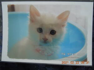 . cat photograph postcard 41 / white cat Japan cat Mix . kind / BE NYAN CLUB retro 