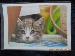 子猫写真 ポストカード 47 / キジトラ 日本猫 ミックス 雑種 / BE NYAN CLUB レトロ