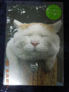 かご猫シロのいい気分 「いーんじゃない」 ポストカード / のせ猫 猫写真 白猫 / 写真