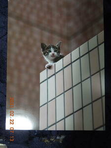  rice field middle light . cat photograph postcard ③ / Japan cat . kind Mix kiji white . cat retro /yama Kei Mini calendar KITTENS