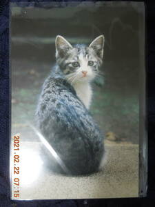  board higashi .. postcard C-126.. direction .. Harry / bath cat Studio retro /. cat kiji white Japan cat . kind Mix cat photograph 