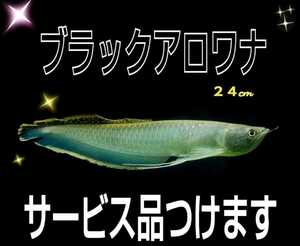 ブラックアロワナ 24cmくらい☆サービスあり→水槽をアップさせる今話題のヴァルナミニをお付け致します！