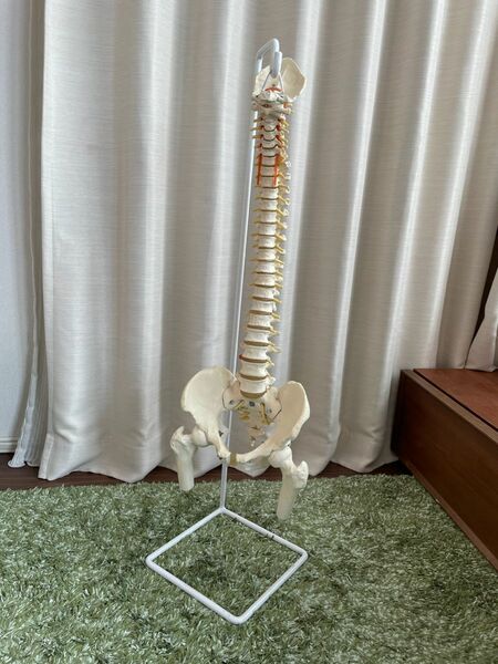 脊椎・背骨・骨盤・大腿骨の模型
