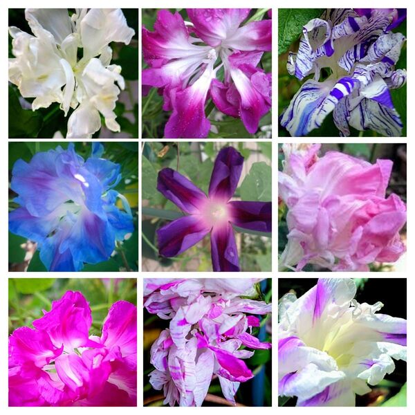 【15粒】珍しいアサガオの種 いろいろな形の花が咲きます。フリル 八重咲き 羽根咲き 変化咲き 丸咲き 朝顔 など