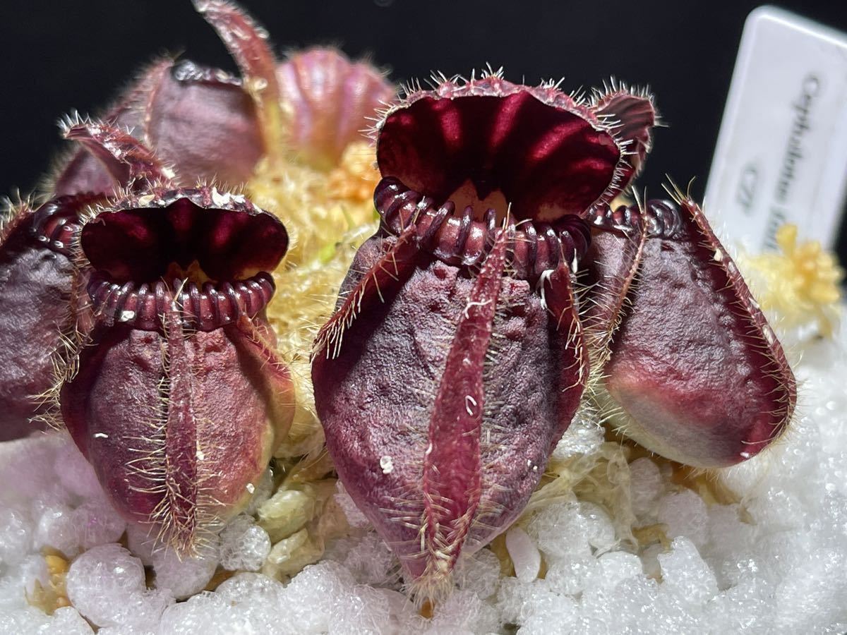 Cephalotus follicularis Big Mouth Original From Kai Becker CZP