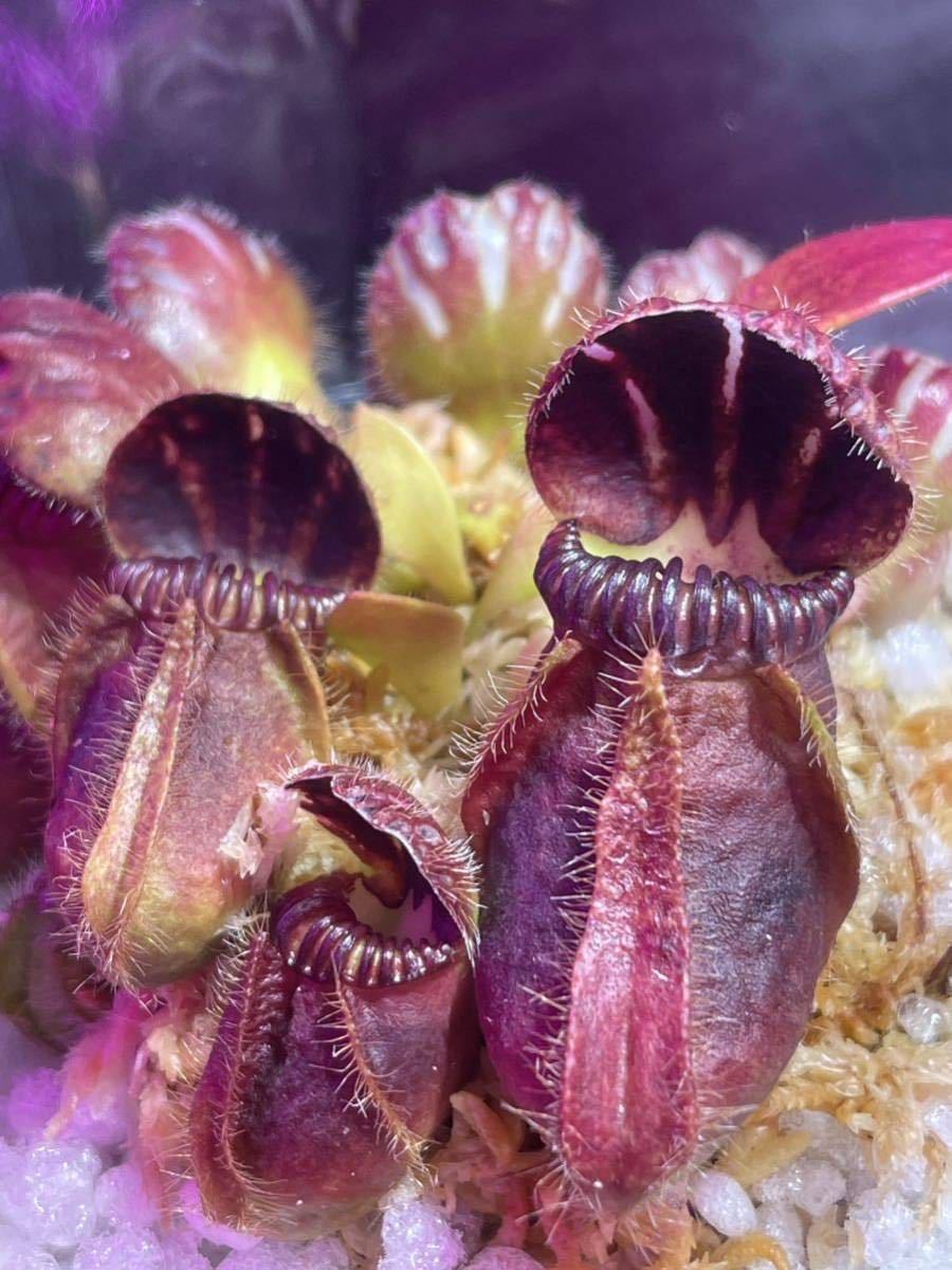 Dionaea muscipula Wine Mouth GC ディオネアマスシプラ ワインマウス