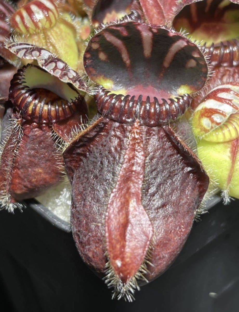 セファロタスフォリキュラリス ビッグマウス CZP 2号深 食虫植物