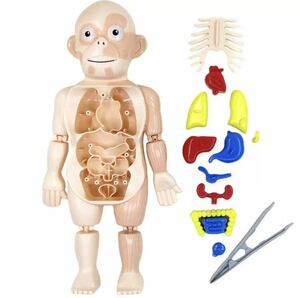  human body model .. muscle toy puzzle science intellectual training toy 