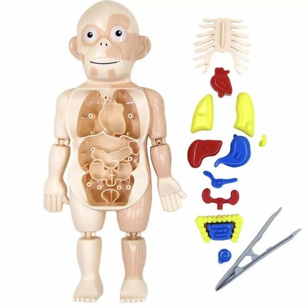 人体模型 骨格 筋肉 おもちゃ パズル 理科 知育玩具