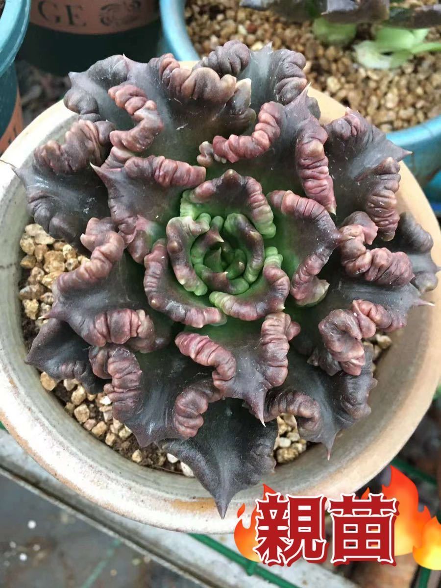 ヤフオク! -「高級」(サボテン) (観葉植物)の落札相場・落札価格