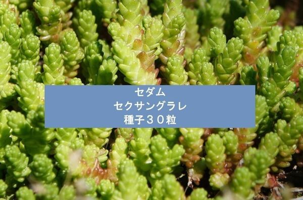 セダム セクサングラレ 種子30粒 多肉植物