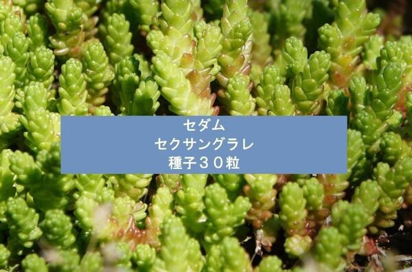 セダム　セクサングラレ　種子30粒 多肉植物