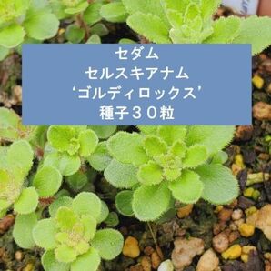 セダム セルスキアナム ‘ゴルディロックス’ 種子30粒