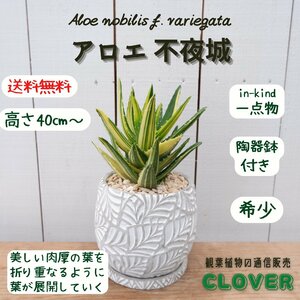 アロエ 不夜城錦 多肉 希少 レア 陶器鉢 お祝い 観葉植物 おしゃれ 室内 育てやすい 種類 インテリア おすすめ 現品