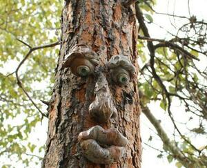  tree face * tree equipment ornament * gardening miscellaneous goods * gardening equipment ornament * garden miscellaneous goods 