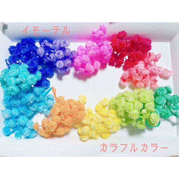 イモーテル カラフルカラー加工☆